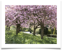 Blossom - Denis McAllister
